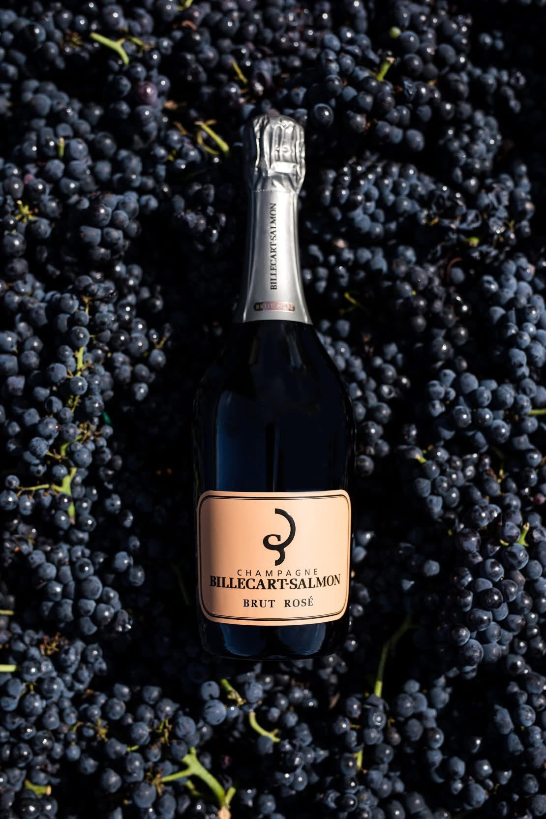 Billecart-Salmon – Le Rosé – Einer der elegantesten Rosé-Champagner der Welt